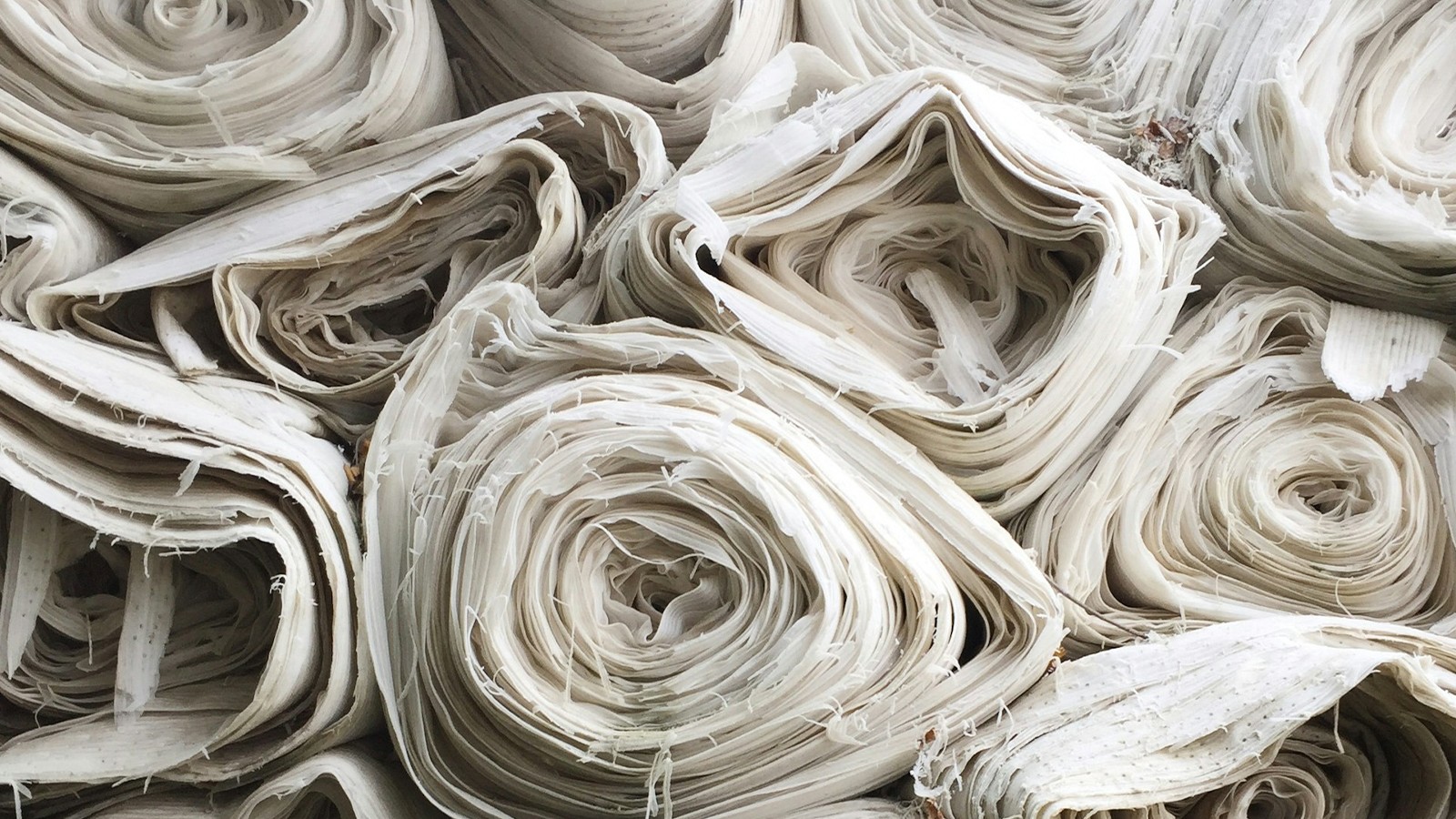 A close-up of a fluffy white organic cotton boll maturing on the plant in a sunny field.