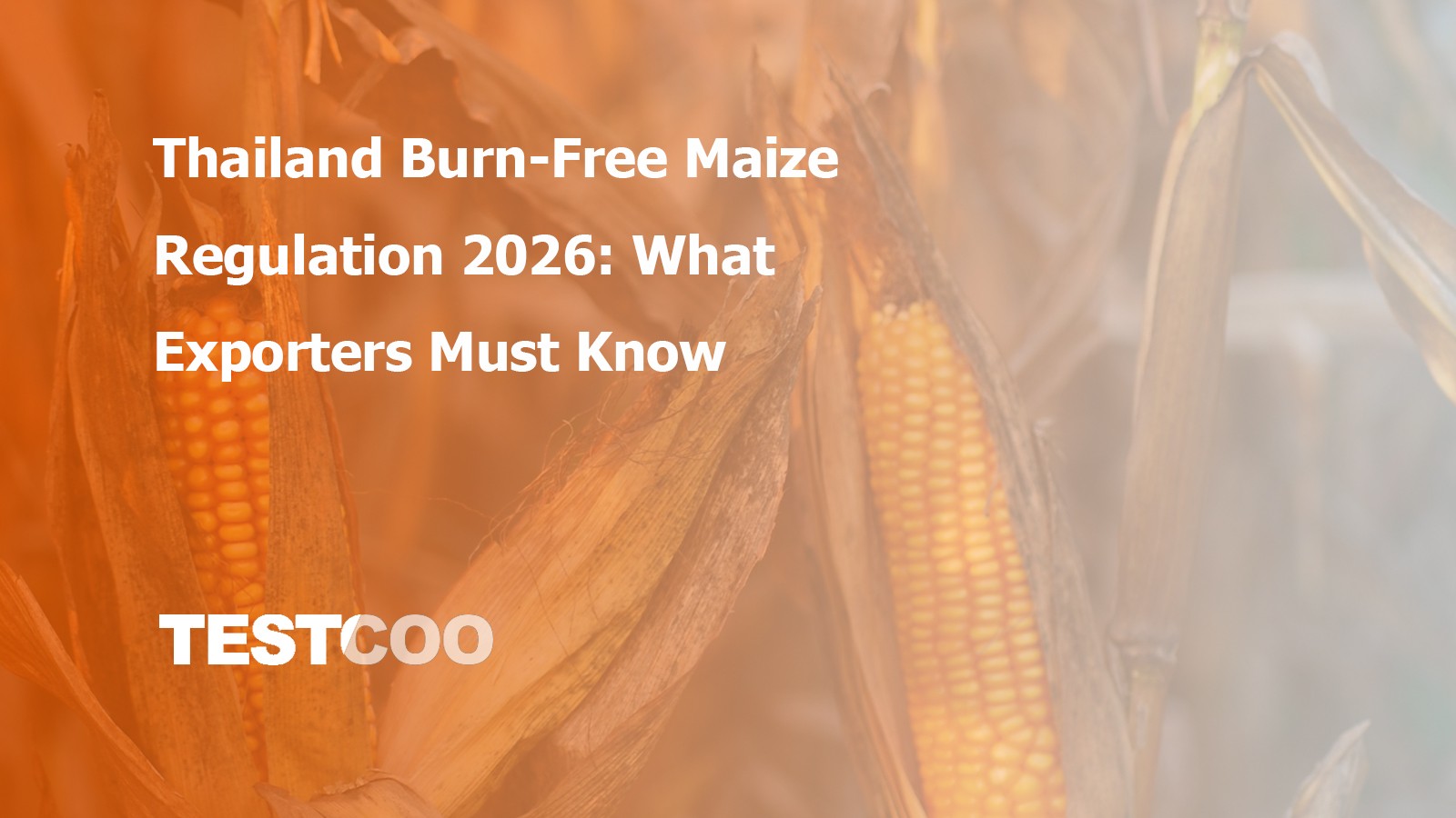 Burning maize fields in Thailand, a practice targeted by the 2026 Burn-Free Regulation